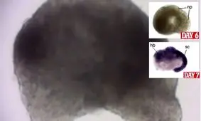 توسعه اندام برای عمل پیوند عضو انسان!