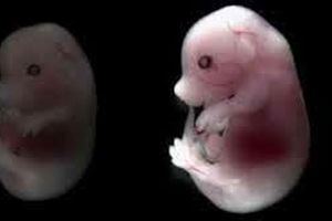 ایجاد نخستین جنین کامل موش از سلول‌های بنیادی