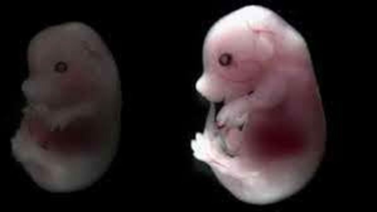 ایجاد نخستین جنین کامل موش از سلول‌های بنیادی