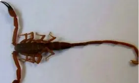 گونه عقرب جدید جهان به نام کاشف هرمزگانی آن ثبت شد