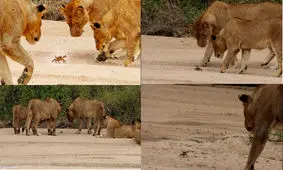 یک خرچنگ در محاصره شیرها!/ ویدئو