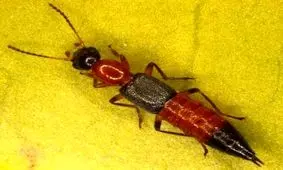 حمله دراکولا به مناطق شمالی کشور+عکس