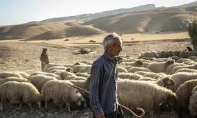 طعم تلخ خشکسالی در خراسان رضوی/ کام دامداران استان شیرین نیست