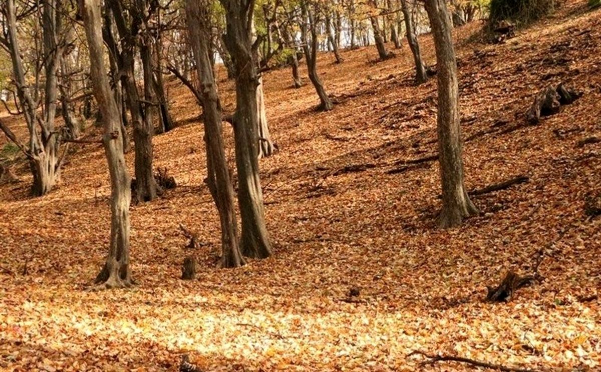 غفلت طبیعت‌ گردها جنگل‌ های اردبیل را تهدید می‌کند