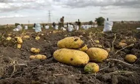 ظرفیت صنایع تبدیلی سیب‌زمینی در اردبیل به ۱۲۵ هزار تن می‌رسد