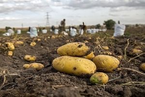 ظرفیت صنایع تبدیلی سیب‌زمینی در اردبیل به ۱۲۵ هزار تن می‌رسد
