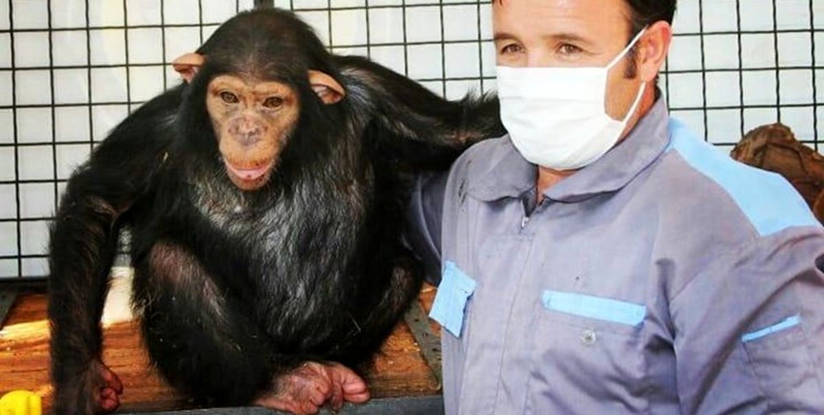 "باران"، شامپانزه باغ وحش ارم امشب راهی کنیا می‌شود