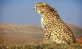 بارداری «ایران» از اول دروغ بود؟!