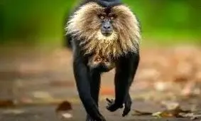 شاهکارهای عکاسی حیات‌وحش سال ۲۰۲۵ به انتخاب مردم 