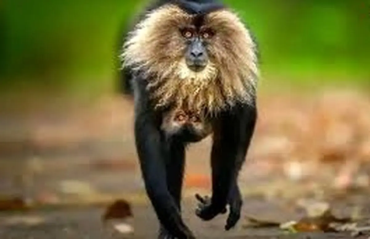 شاهکارهای عکاسی حیات‌وحش سال ۲۰۲۵ به انتخاب مردم 