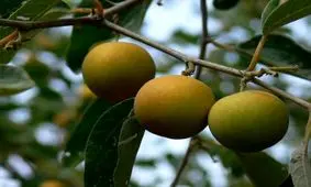 آغاز برداشت میوه‌ های سردسیری و نیمه سردسیری در هرمزگان