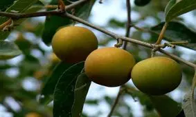 آغاز برداشت میوه‌ های سردسیری و نیمه سردسیری در هرمزگان
