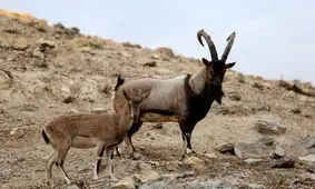 بزهای ضد آتش در کالیفرنیا!/ ویدئو