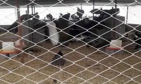 ‌کشف محل نگهداری غیر مجاز حیات وحش در غرب تهران/ نگهداری شیر تا طاووس