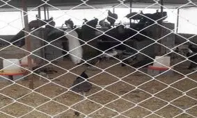 ‌کشف محل نگهداری غیر مجاز حیات وحش در غرب تهران/ نگهداری شیر تا طاووس