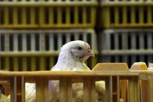 کشف ۸ تن مرغ زنده قاچاق در بدره