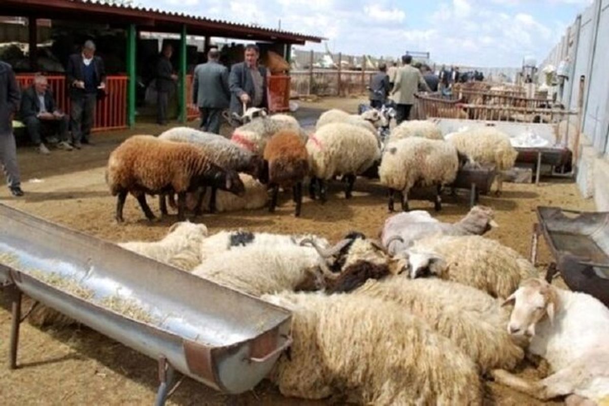 سودجویان درخراسان شمالی به پیشواز عیدقربان رفتند/ دلالان در عیدقربان وجدان خود را قربانی میکنند