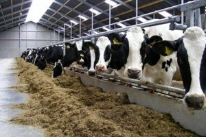 ۸۰ درصد شیر خام لرستان در گاوداری‌ های سنتی و روستایی تولید می‌شود