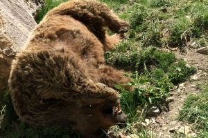 مرگ یک خرس با شلیک گلوله در دنای شرقی