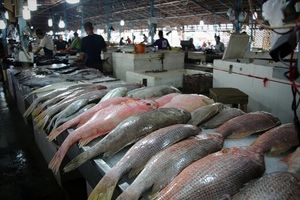 قیمت‌های نجومی ماهی در بازار/ جدول