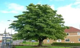 دیواری که این درخت را زنده نگه داشته است/ تصویر