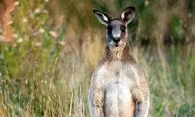 دعوای تماشایی کانگروها با پس زمینه غروب آفتاب/ ویدئو