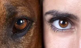 مقایسه بینایی حیوانات و انسان/ ویدئو