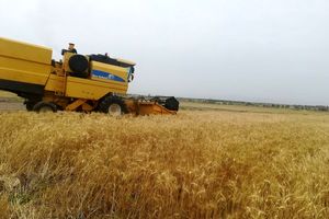 خرید تضمینی ۹۸ هزار تن گندم در خراسان رضوی
