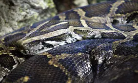 آتش‌ نشانان پیتون ۳.۵ متری را در پارک بانکوک به دام انداختند/ ویدئو