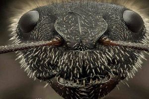 عکس جالب و ترسناک ماکرو از سر یک مورچه/ عکس