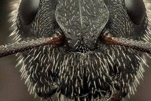 عکس جالب و ترسناک ماکرو از سر یک مورچه/ عکس