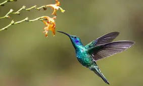 گیاهی شبیه به مرغ مگس خوار!/ تصویر