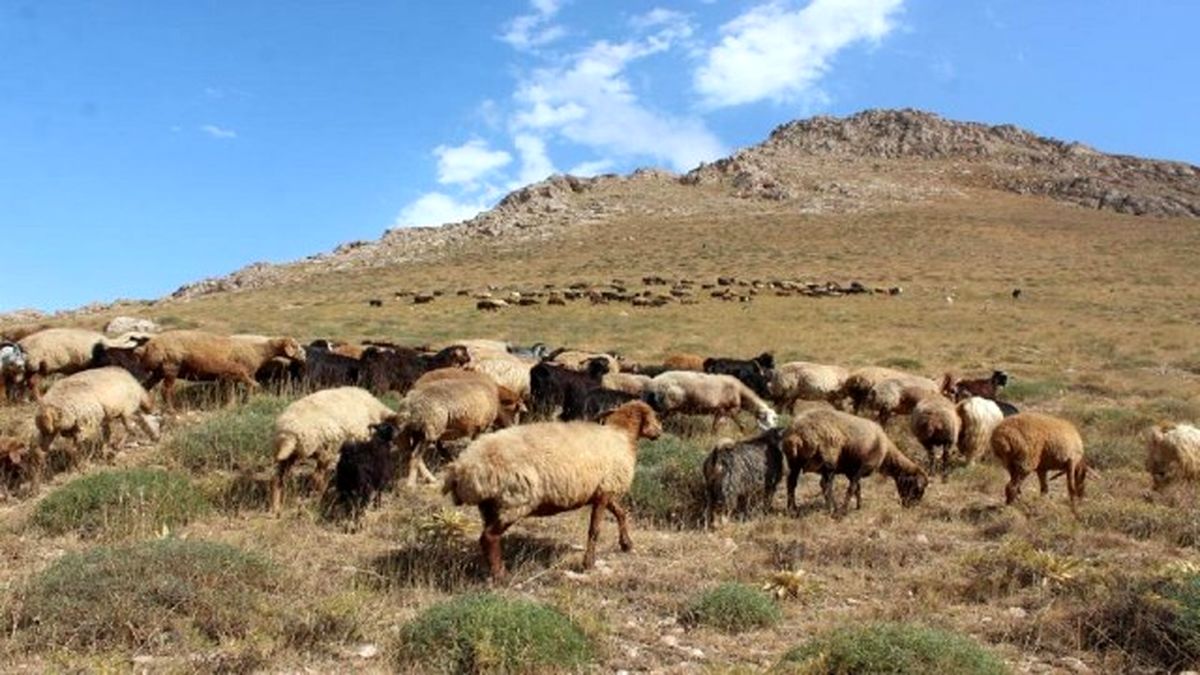 تیغ خشکسالی بر گلوی دامپروری کهگیلویه و بویراحمد