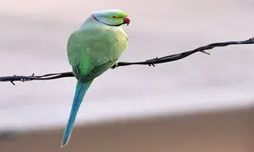 طوطی به این حسودی دیده بودین؟/ ویدئو