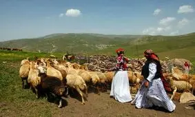 کندی و‌ عدم اجرای طرح‌های حمایتی عشایر/ تا امروز یک راس دام هم صادر نشده است