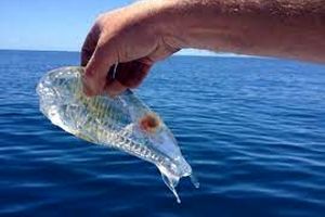 ماهی ژله ای که در سواحل پرتغال زندگی می کند/ ویدئو