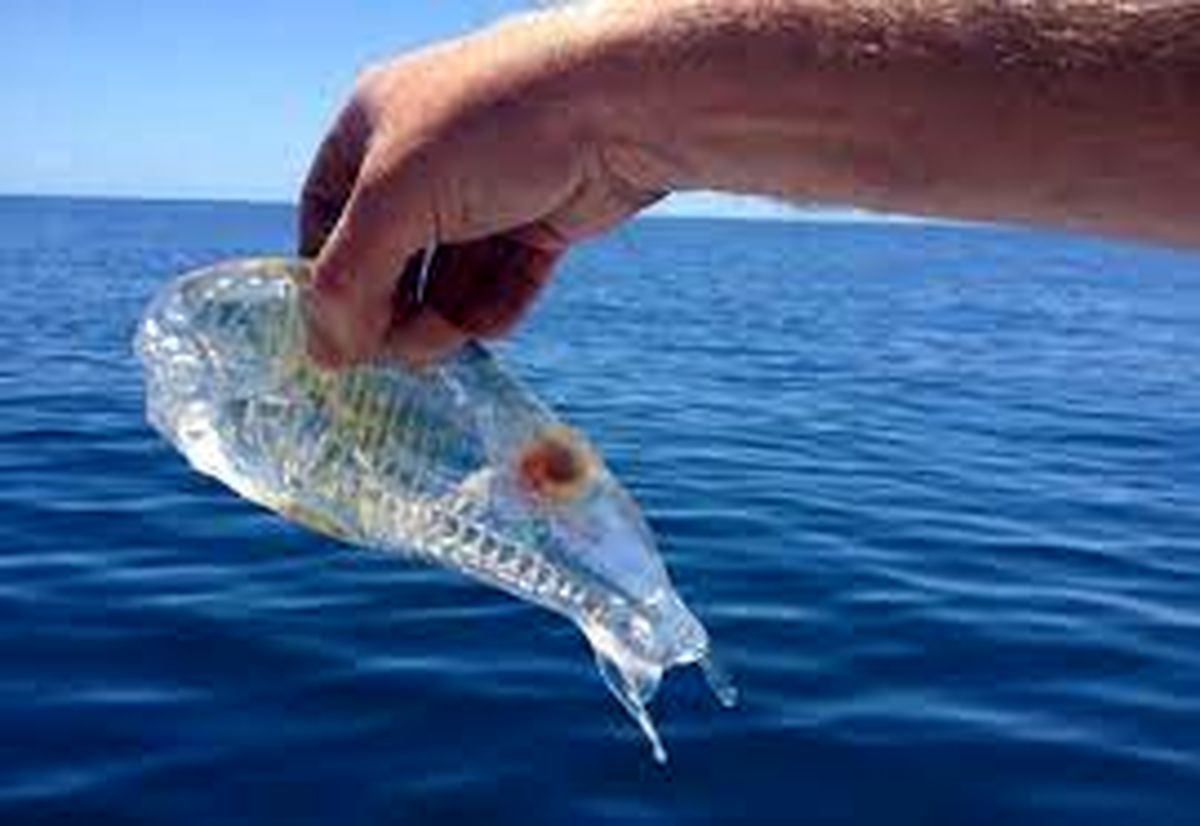 ماهی ژله ای که در سواحل پرتغال زندگی می کند/ ویدئو