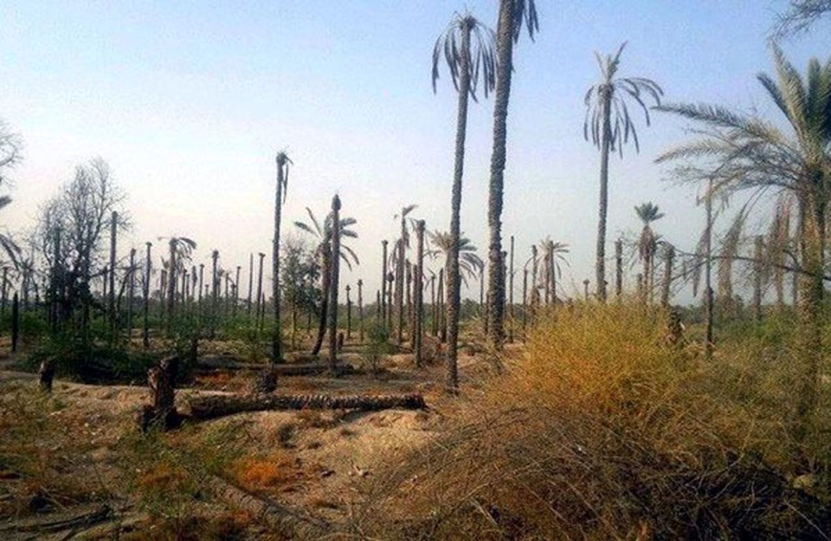 جزئیات حمایت از کشاورزان و دامداران خوزستانی اعلام شد