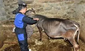 واکسیناسیون بیش از ۲۶۸ هزار راس دام در کردستان