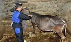 واکسیناسیون بیش از ۲۶۸ هزار راس دام در کردستان