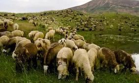 ۲۰ درصد از دامهای خراسان شمالی تحت پوشش بیمه قرار دارند