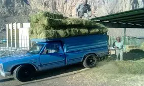 علوفه مورد نیاز گونه‌ های جانوری استان همدان تامین شده است