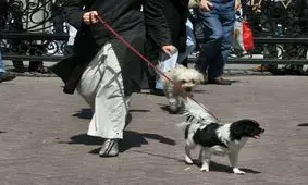 تدوین قوانین جامع برای نگهداری از حیوانات ضروری است