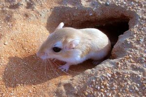 نخستین شبیه‌ سازی ۳ بعدی از سبیل موش صحرایی