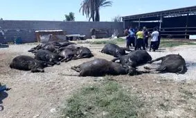 فوت یک دامدار خوزستانی بعد از تلف شدن گاومیش‌ هایش/ ویدئو