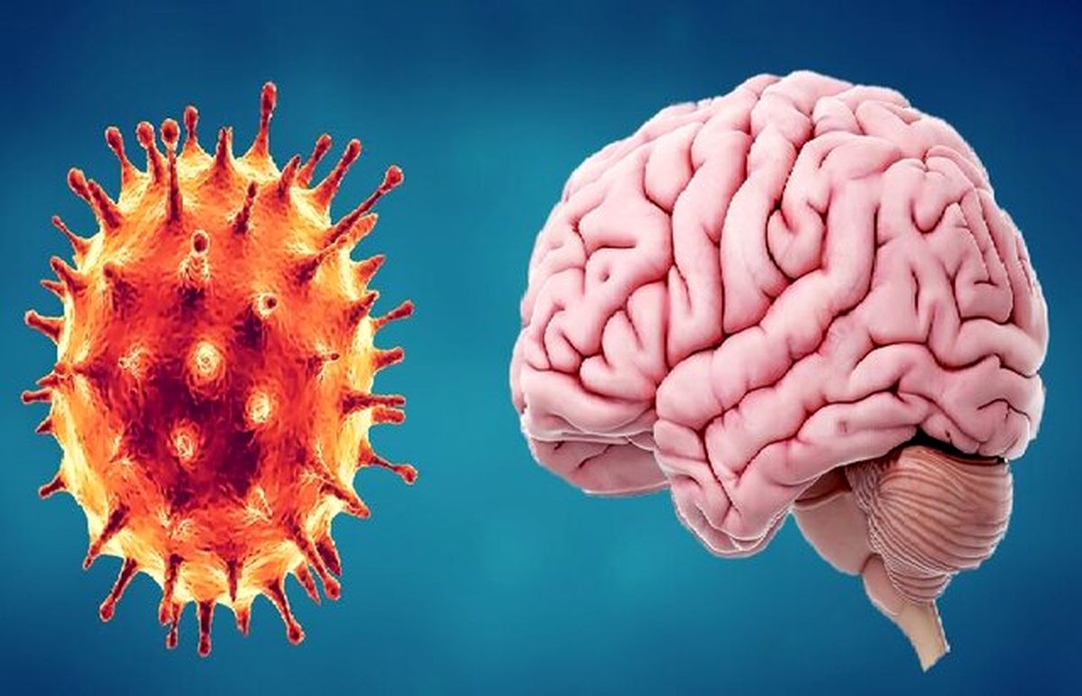 کشف راه ورود کروناویروس به مغز با کمک مدل‌ های ۳ بعدی