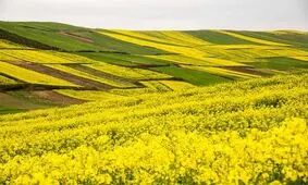 خرید تضمینی ۳۷۰۰ تن دانه روغنی کلزا از زارعین آذربایجان غربی