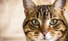 دختر گربه‌ ای ۲۰ ساله که میو میو می کند!