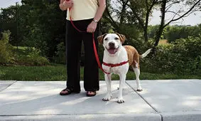 پارک یا توالت عمومی سگ‌ها؟