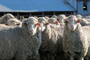 سرقت ۴٠٠ راس گوسفند در تهران
